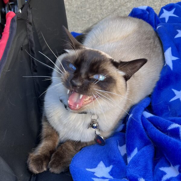 Two months later she had a healthy litter of mittens! HAH! Brown Point Siamese Cat Meowing