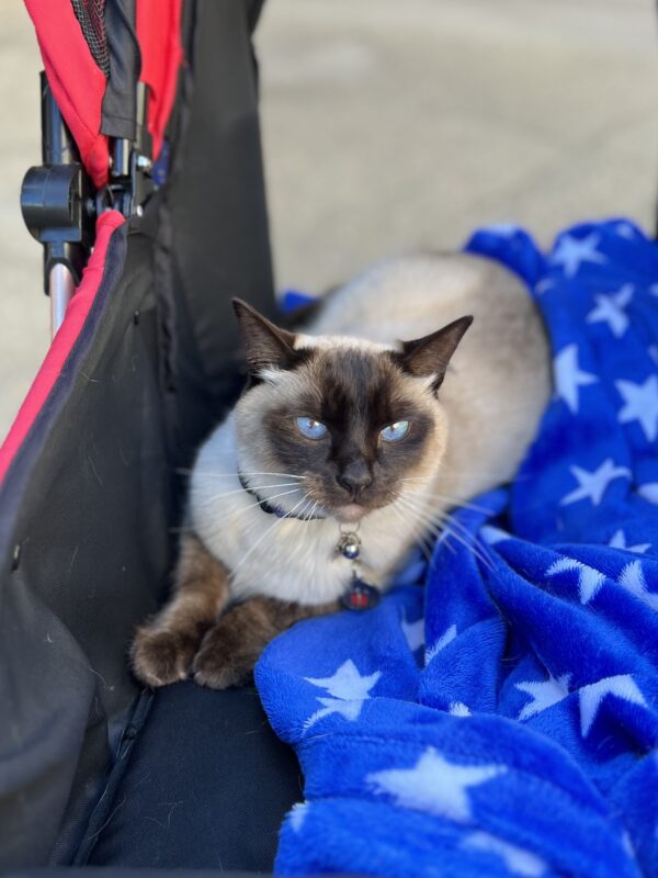 Say, did you hear about the cat who swallowed the whole ball of yarn? Brown Point Siamese Cat In A Baby Carriage