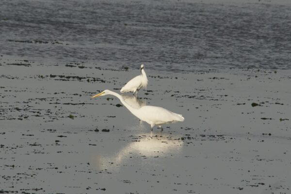 One Snowy Egret And One Great Egret In Water