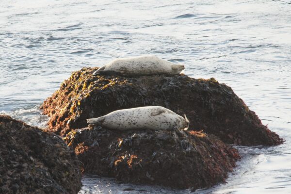 *dreaming of little fishies* Two Pacific Harbor Seals Basking On A Rock