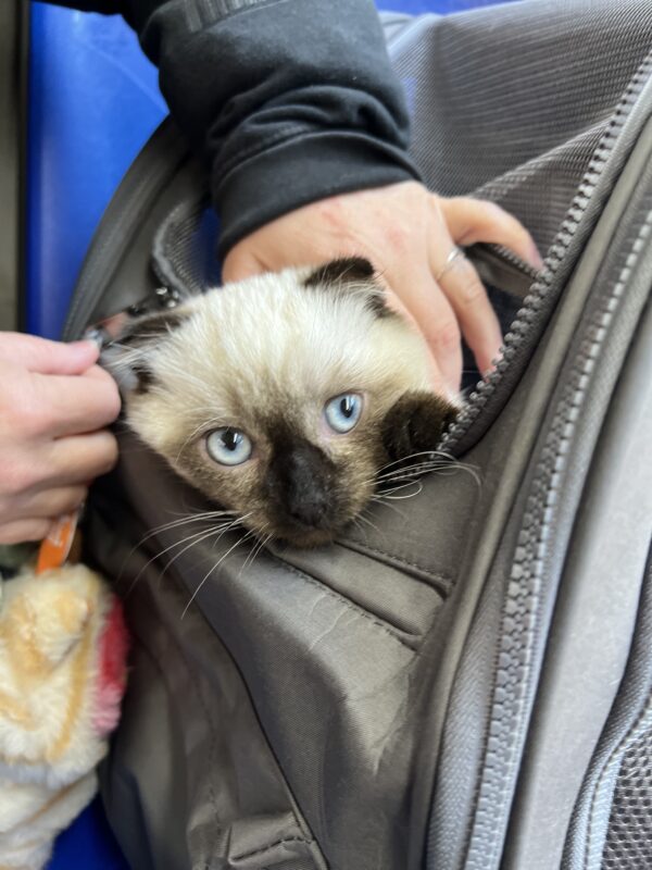 Scottish Fold Siamese Mix Kitten In A Bag