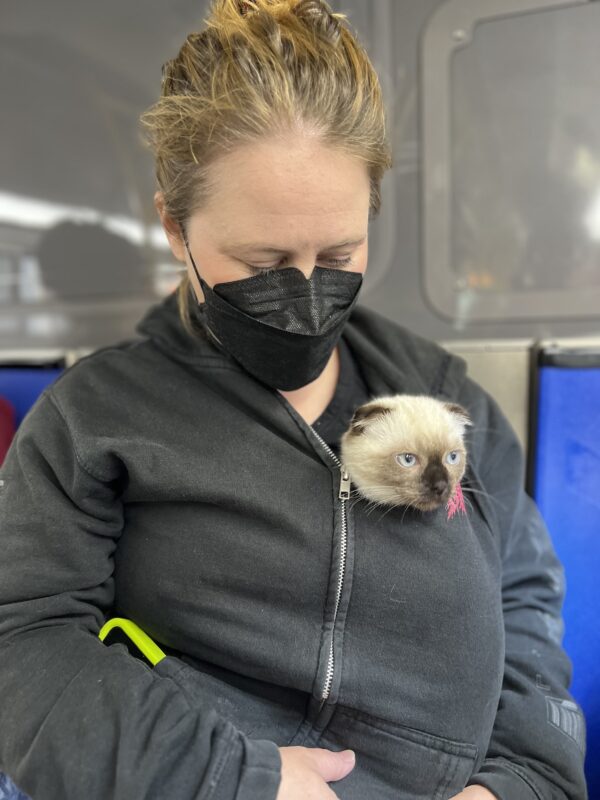 Hey can we go over there? Woman With Scottish Fold Siamese Mix Kitten Head Sticking Out Of Her Sweatshirt