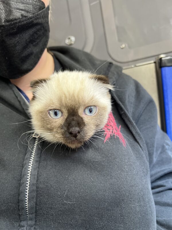 Scottish Fold Siamese Mix Kitten Head Sticking Out Of A Sweatshirt