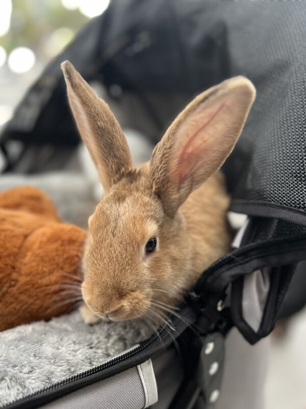 Between the ears, okay? Little Brown Rabbit In A Baby Carriage