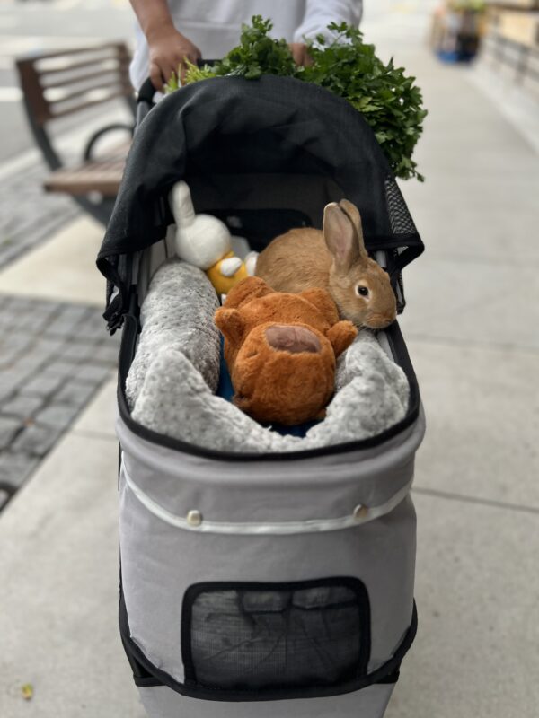Don't just stand there, make yourself useful! Little Brown Rabbit In A Baby Carriage