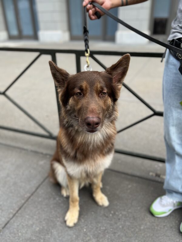 A dog blogger like you, huh. Ha ha, very funny. German Shepherd Looking Mildly Sarcastic