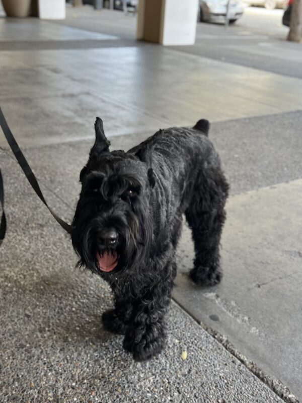 Black Giant Schnauzer Smiling