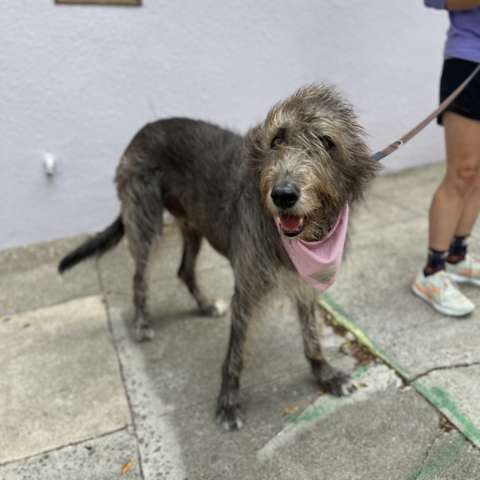 Smallish Irish Wolfhound Looking Cheerful