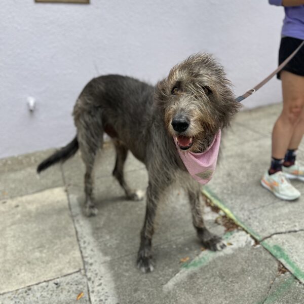 I stay young with the help of long walks on the beach and lots of incomprehensible prose! Smallish Irish Wolfhound Looking Cheerful