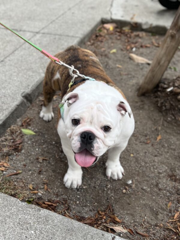 I stay young with the help of long walks on the beach and lots of incomprehensible prose! Happy Looking English Bulldog Puppy