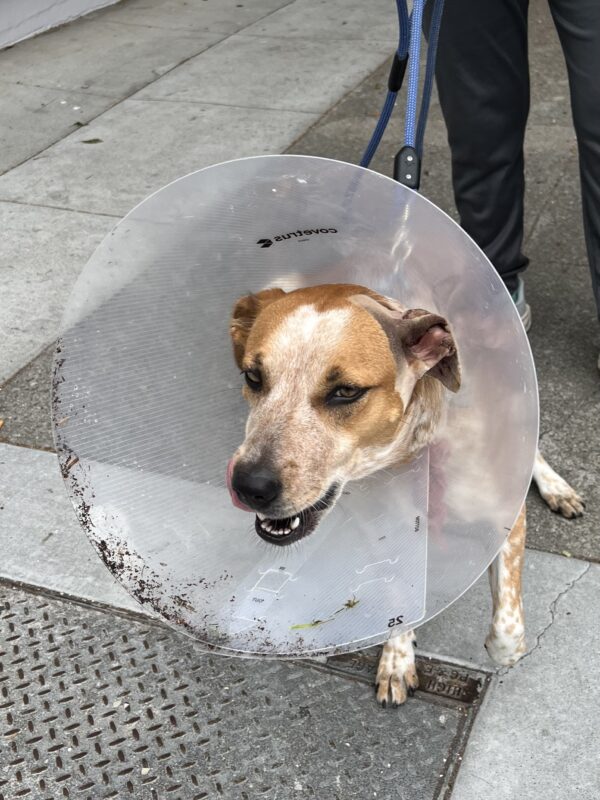 I'm gonna feel great soon! Smiling Australian Cattle Dog Mix In A Cone Of Shame