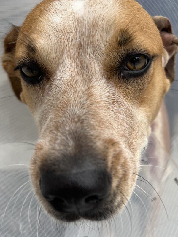 And y'know what? Australian Cattle Dog Mix Face