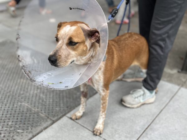 Well, I'm not gonna lie. I've felt better. Australian Cattle Dog Mix In A Cone Of Shame