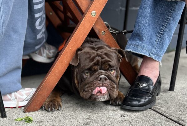 English Bulldog Under A Table Sticking Out Her Tongue