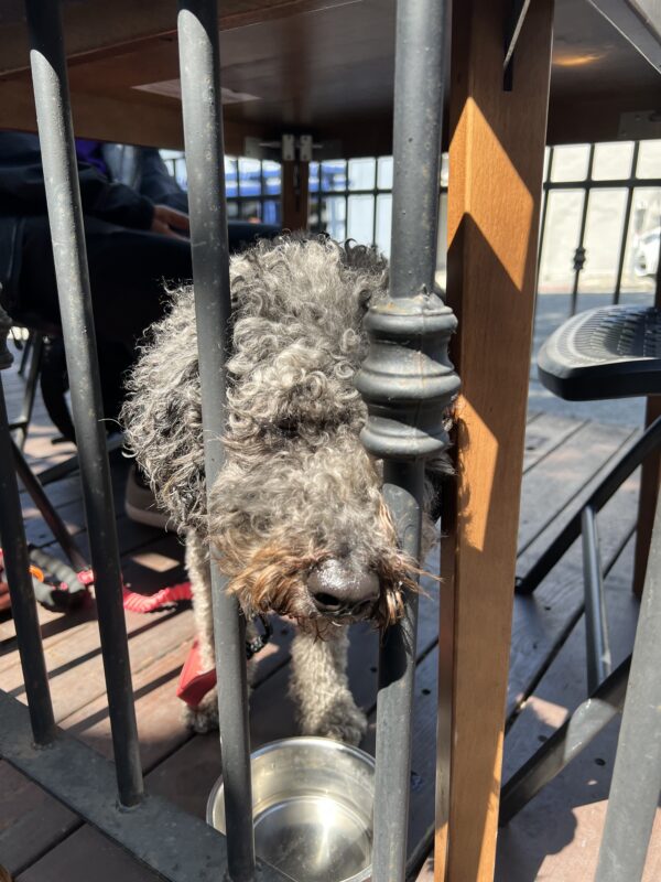 Aww. Well, maybe next time? Bernadoodle Viewed Through An Iron Fence