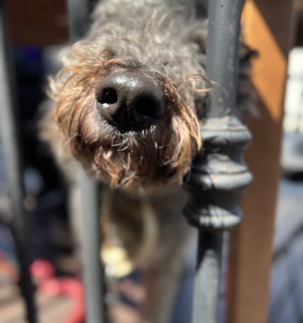 HEY I NEED ONE MORE BOOP! Bernadoodle Sticking His Nose Thorugh A Fence