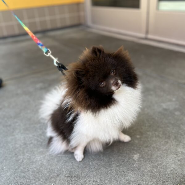 HEY WHY ARE YOU ALL TILTY??? Brown And White Exceedingly Fluffy Pomeranian Puppy Tilting Her Head To The Side
