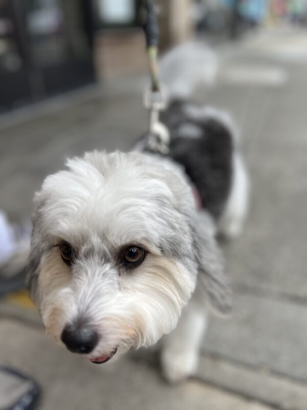 I'm just the greyscale version! Black And White Coton De Tulier