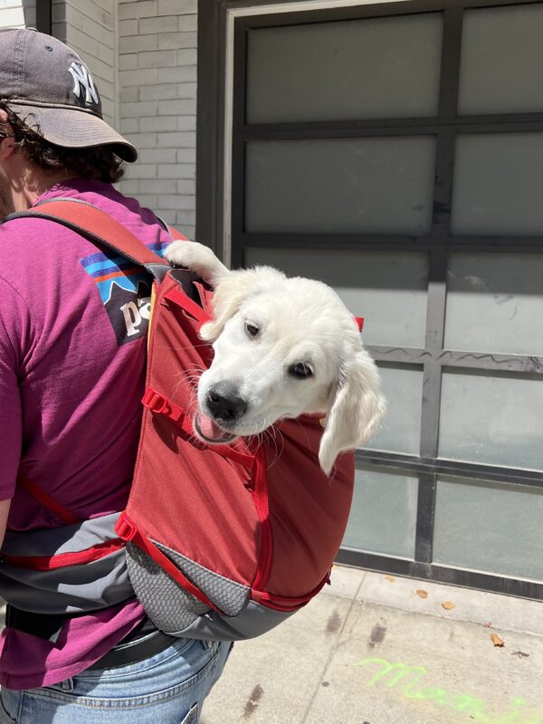 I like ridin' around! Woooo! Golden Retriever Puppy Riding In Man's Backpack