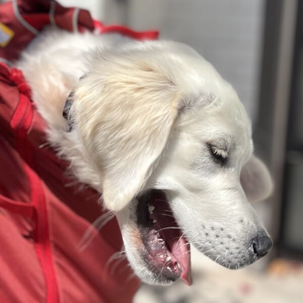 Someday I'm gonna get so big that dad can ride on MY back! Golden Retriever Puppy Head Sticking Out Of Backpack