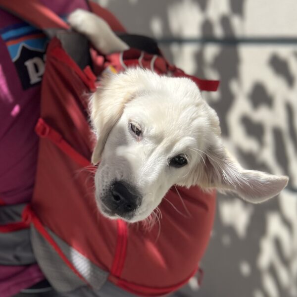 Whoops! Gotta fly! Golden Retriever Puppy Head Sticking Out Of Backpack