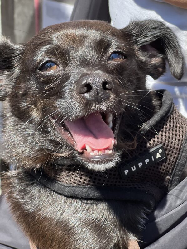 Aw sorry I didn't mean to scare you! I'm a FRIENDLY bat, really! Small Black Chihuahua Mix Smiling