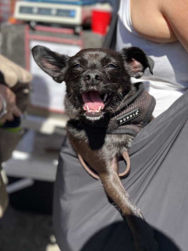I'm A VAMPIRE BAT!!! RAAR! Small Black Chihuahua Mix With one Flopped Ear In A Sling Bag Yawning