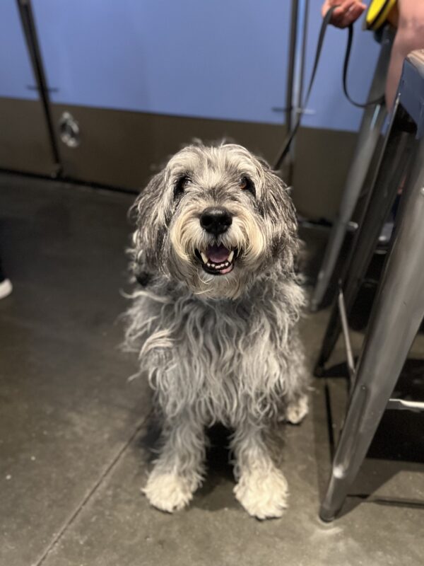 Large Standard Schnauzer Grinning