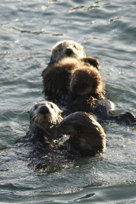 Group Of Sea Otters Looking At Photographer, One With A Baby