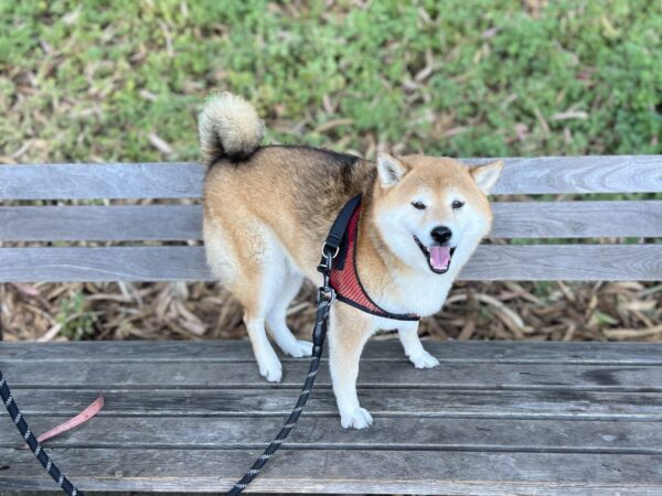 I'm KING OF THE BENCH! Grinning Shiba Inu Standing On A Bench