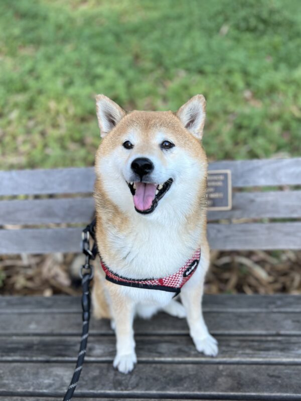 YOU MAY APPROACH MY MAJESTY! Grinning Shiba Inu Sitting On A Bench