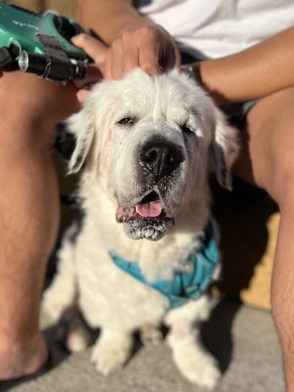 Dad called me a WHAT? Hmf! I'm gonna chew his shoes! Dog With St Bernard Face But Short Legs