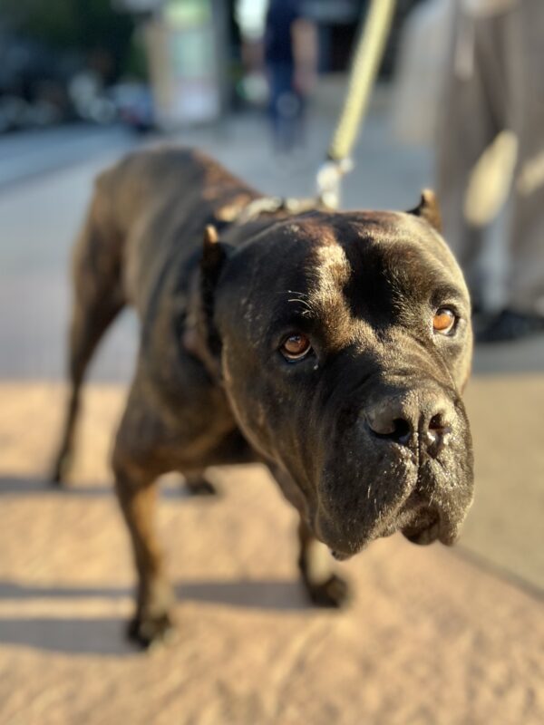 You gotta help me dad named me after a PUN. Cane Corso