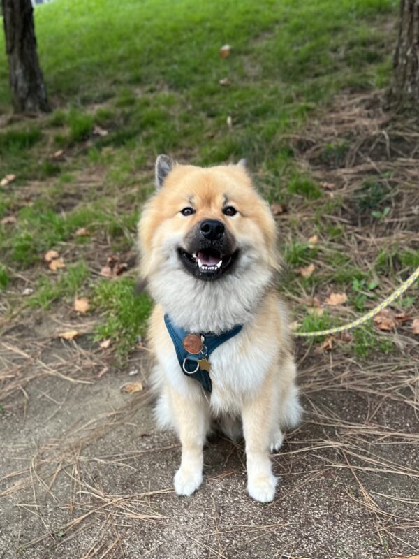 Blond Eurasier Sitting And Grinning