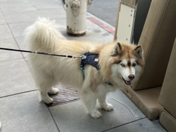 HaHA! You'll never know! (Well... unless you run into one of us again.) Siberian Husly Mix With Heterochromia
