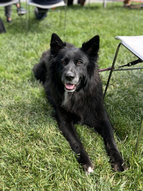 Man the Flamenco guitar is really something else! Black German Shepherd Husky Malamute Mix