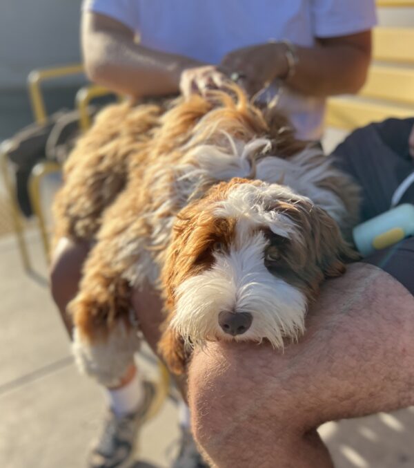 Australian Labradoodle Puppy Sprawled Across Two Laps