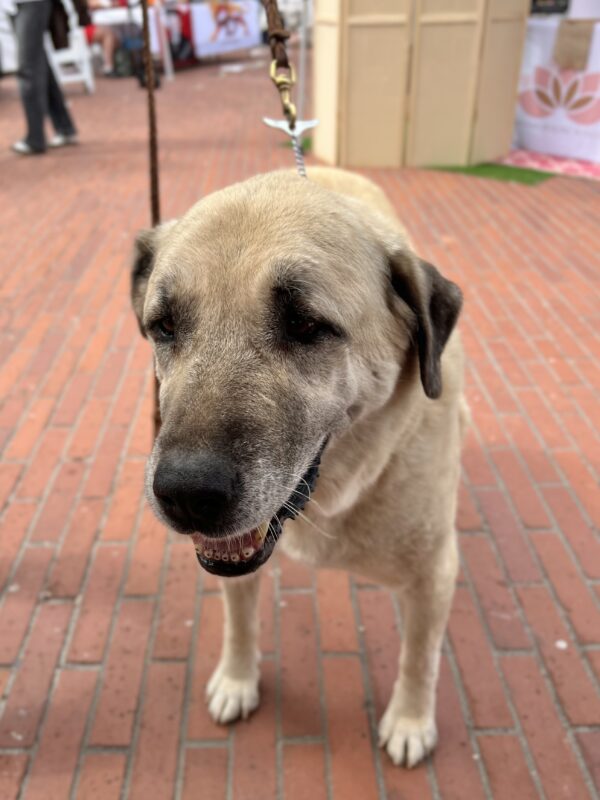 Don't listen to him... he steals MY lunch. Smiling Anatolian Shepherd
