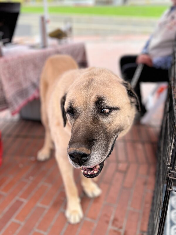 Yeah the exercise helps but you know what REALLY keeps me young? Stealing my dad's lunch! (Heehee!) Anatolian Shepherd Looking Mischievous