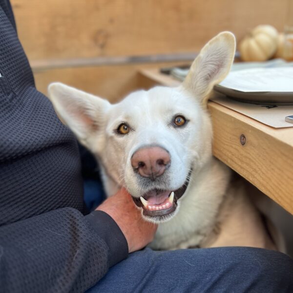 Cute White Mutt Nestled Between Man And Wooden Table