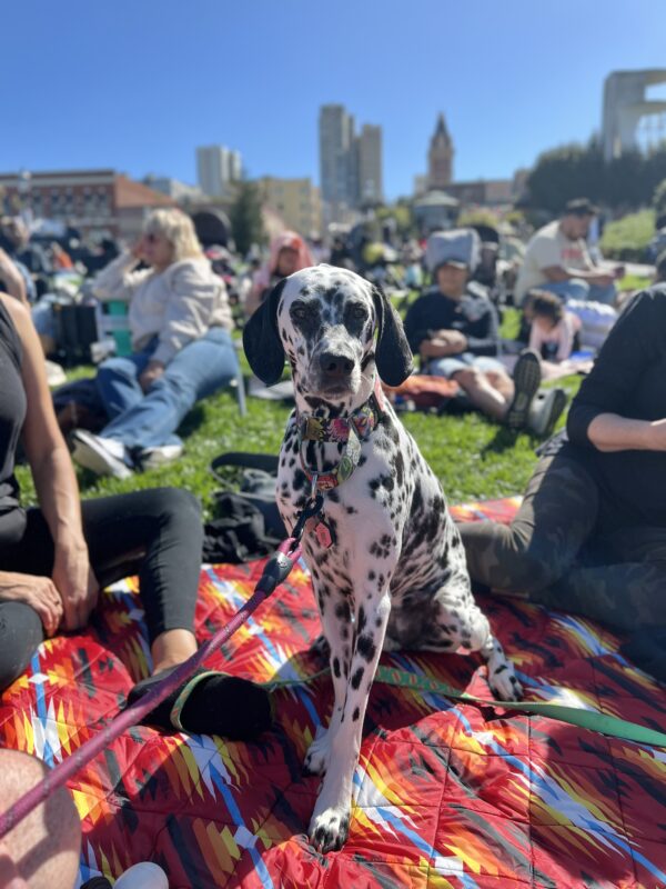 It's okay, but DON'T DO IT AGAIN! Dalmatian On A Crowded Lawn In Front Of Ghirardelli Square