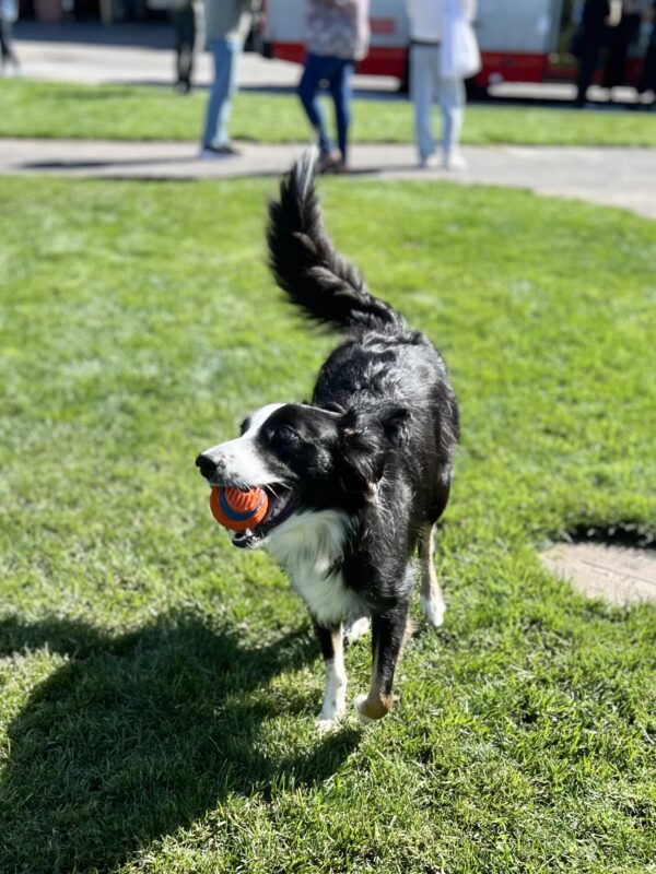 Say for my birthday can you throw my ball? Black And White Border Collie With A Ball
