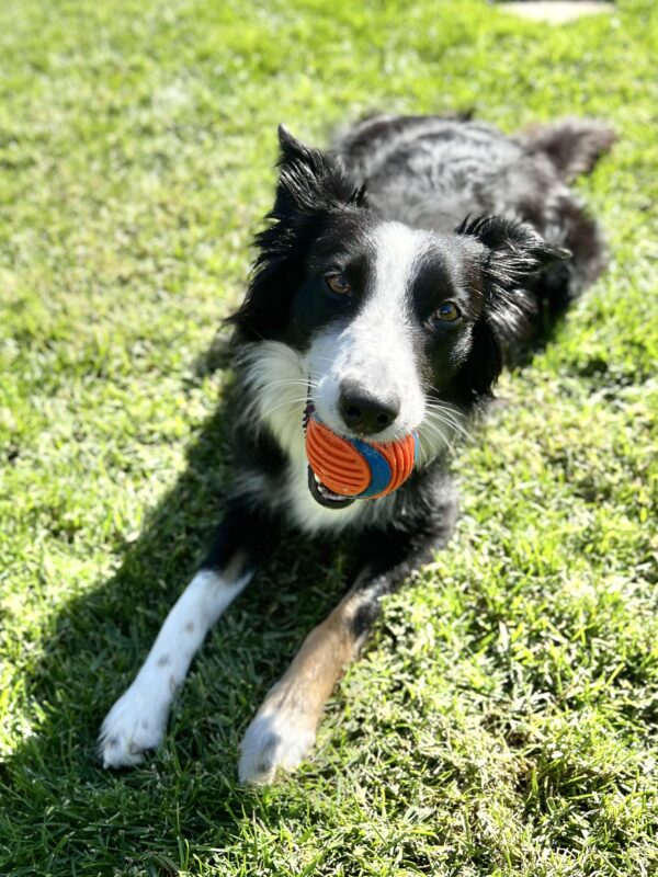I'll letcha in on a secret: most of my days are pretty great! Black And White Border Collie With A Ball