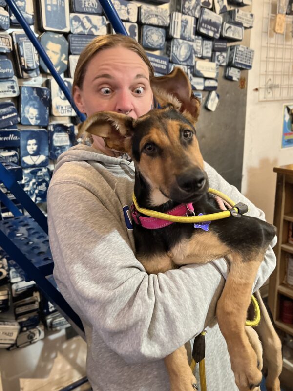 You're SILLY! Woman With Surprised Expression Holding German Shepherd Hound Mix Puppy With Absolutely Gigantic Ears