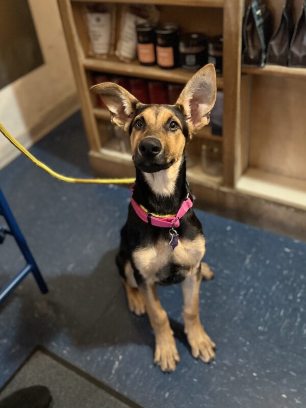 Ears? That's my name! (Oh wait no that's not my name!) German Shepherd Hound Mix Puppy With Absolutely Gigantic Ears