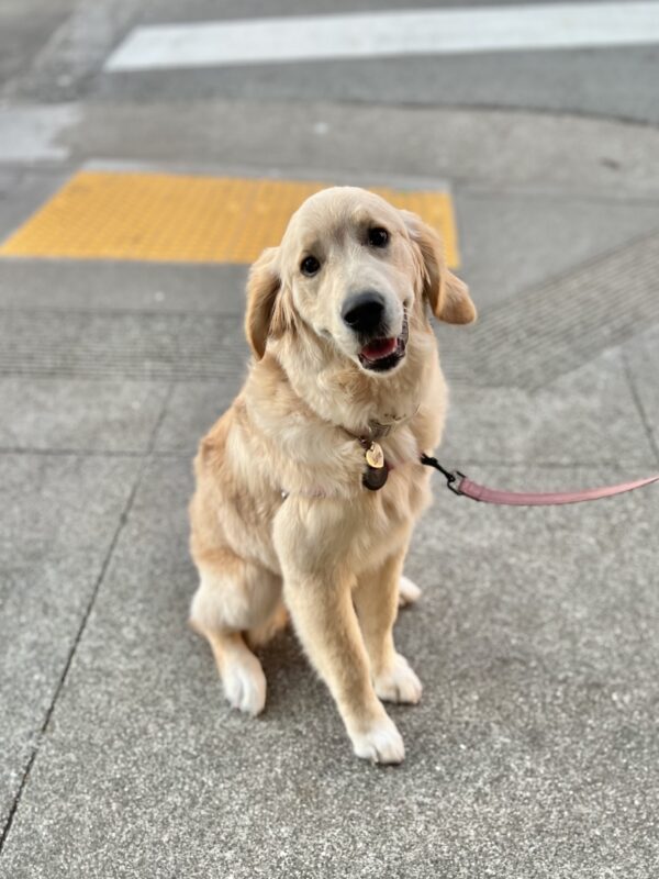 Golden Retriever Looking Happy
