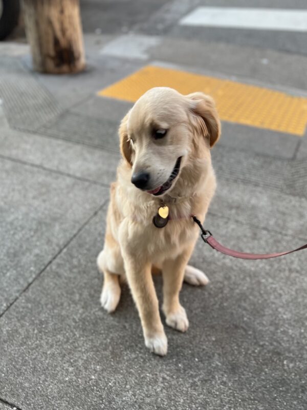 Golden Retriever Looking Demure
