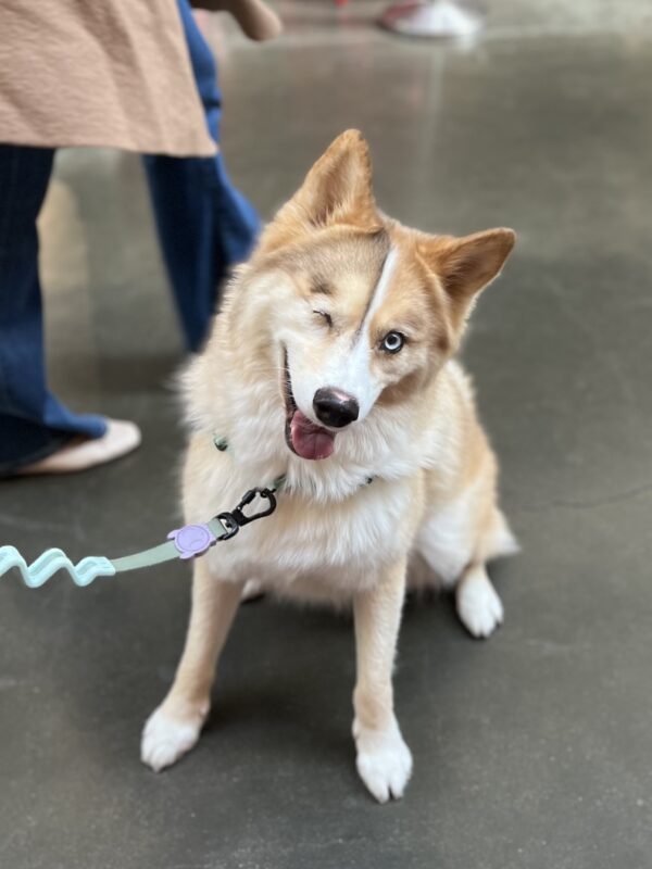 Pomeranian Husky Mix With One Eye