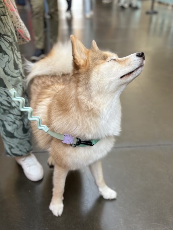 Husky Pomeranian Mix Looking Sublime