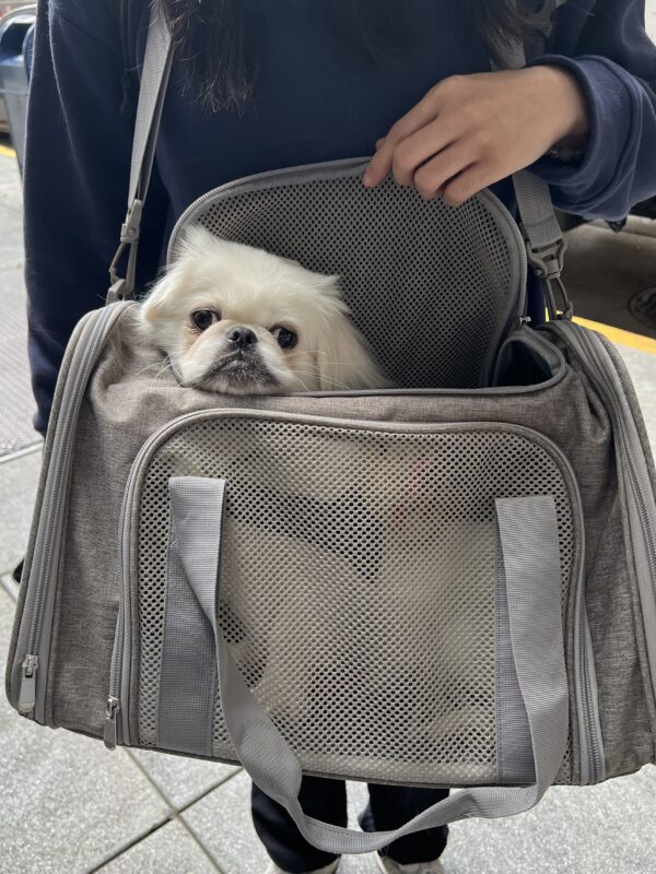 Excuse me! Sir? Do you happen to know where I'm going? Young Pekingese Dog In A Duffel Bag